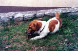 Here, the dog is chewing on the stick after catching it.