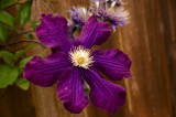 teresa flower 2