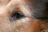 Eyes