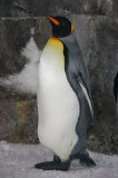  Emperor Penguins 2