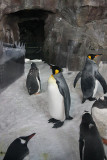  Emperor Penguins 3