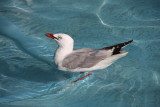 Seagull in Christchurch botanical gardens pond
