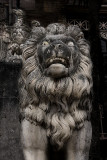 Lion detail