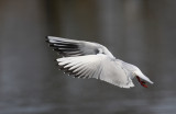 Black headed Gull (Larus ridibundus)