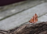 Early Thorn (Selenia dentaria)