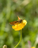 Large Skipper (Ochlodes venatus)