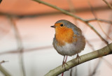 Robin (Erithacus rubecula)