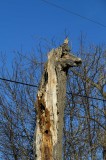 Tree that looks like a dog