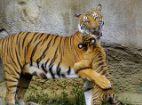 Tigers802-2009-08-02_043.jpg