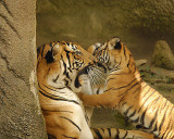 Tigers810-2009-08-10_033-99.jpg