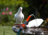 White Doves enjoying the hose 0492.jpg