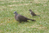 Ring-necked Dove and friend 0451e.jpg