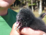 Pukeko (NZ Swamp Hen) chick, (taken by property owners).
