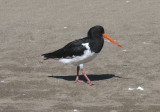 Oyster Catcher, Huia 8116