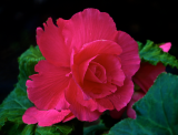 Red Begonia