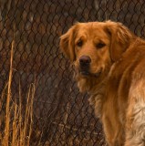 Bella at the Softball Field