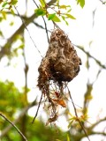 Wasps Nest?