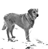 Bella In The Backyard B&W