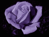 Painted Rose - Purple.jpg
