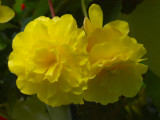 Yellow Begonia.jpg