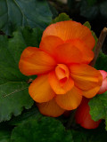 Amber Begonia.jpg