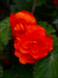 Red Begonia 1.jpg