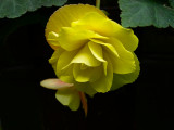 Exquisite Yellow Begonia.jpg