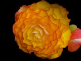 Vivid Begonia.jpg