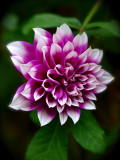 Still Another Dahlia In The Backyard