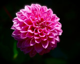 Pink Dahlia After The Rain.jpg