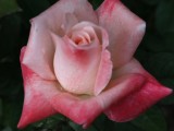 Barbara Bush  Rose