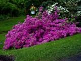 Backyard in the Spring - Azaleas in Bloom