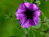 Purple Petunia