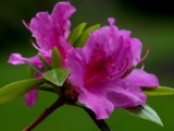 Azaleas