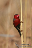 Crimson Finch 0837.jpg