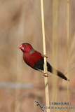 Crimson Finch 0842.jpg