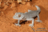 Southern Spiny-tailed Gecko - Strophurus intermedius 1743