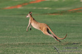 Agile Wallaby 2586.jpg