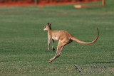 Agile Wallaby 2587.jpg