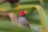 Crimson Finch 0462.jpg