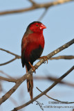 Crimson Finch 0730.jpg