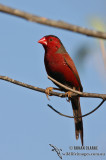Crimson Finch 0800.jpg