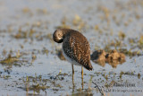 Wood Sandpiper 2228.jpg