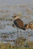 Wood Sandpiper 2235.jpg