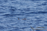 Frasers Dolphin 2788.jpg
