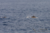 Frasers Dolphin 4137.jpg