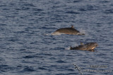 Frasers Dolphin 4144.jpg