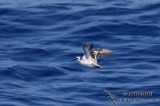 Red-necked Phalarope 2945.jpg