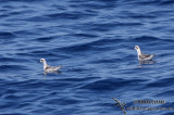 Red-necked Phalarope 2963.jpg