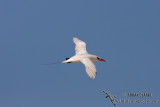 Red-tailed Tropicbird 3898.jpg